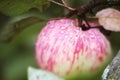 Fresh ripe apples on tree close up photo with rain drops Royalty Free Stock Photo