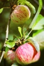 Fresh ripe apples on tree close up photo with rain drops Royalty Free Stock Photo