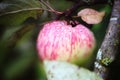 Fresh ripe apples on tree close up photo with rain drops Royalty Free Stock Photo
