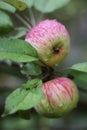 Fresh ripe apples on tree close up photo with rain drops Royalty Free Stock Photo