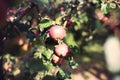 Fresh ripe apples on tree in summer garden. Apple harvest Royalty Free Stock Photo