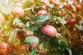 Fresh ripe apples on tree in summer garden. Apple harvest Royalty Free Stock Photo