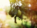 Fresh ripe apples on tree in summer garden. Apple harvest Royalty Free Stock Photo