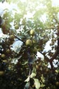 Fresh ripe apples on tree in summer garden. Apple harvest Royalty Free Stock Photo