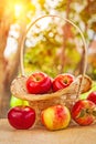 Fresh ripe apples in wicker busket and on wooden table in garden
