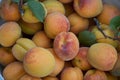 fresh ripe apricots in red, yellow and orange as a background, top view Royalty Free Stock Photo