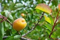 Fresh ripe apricots sweet fruits on apricot tree, new harvest Royalty Free Stock Photo