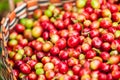 Fresh and ripe Arabica coffee berries in basket Royalty Free Stock Photo