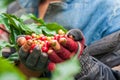 Arabica coffee berries in Laotian young woman hands Royalty Free Stock Photo