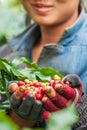 Arabica coffee berries in Laotian young woman hands Royalty Free Stock Photo