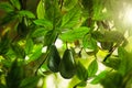 Fresh ripe avocados growing on tree Royalty Free Stock Photo