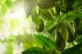 Fresh ripe avocados growing on tree, space for text Royalty Free Stock Photo