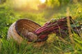 Fresh ripe beets in wicker basket on ground at farm Royalty Free Stock Photo