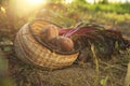 Fresh ripe beets in wicker basket on ground at farm Royalty Free Stock Photo