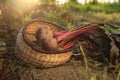 Fresh ripe beets in wicker basket on ground at farm Royalty Free Stock Photo