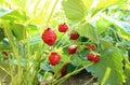 Fresh ripe berries of garden strawberries on a bush close-up Royalty Free Stock Photo