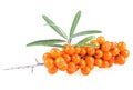 Fresh ripe berries of sea buckthorn with green leaves isolated on white background. Wild berries Royalty Free Stock Photo