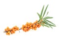 Fresh ripe berries of sea buckthorn with leaves isolated on white background. Branch with berries Royalty Free Stock Photo