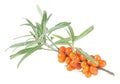 Fresh ripe berries of sea buckthorn with leaves isolated on a white background. Royalty Free Stock Photo