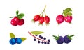 Fresh ripe berries set, cranberry, dogrose, gooseberry, blueberry, bird cherry, blackberry vector Illustration on a