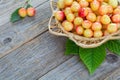 Fresh ripe berries of yellow and red sweet cherries in a wicker plate on a wooden table Royalty Free Stock Photo