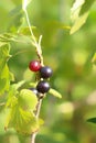 Fresh ripe black currant berries on a branch on a green natural background. Royalty Free Stock Photo