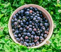 Black currant in bowl at sunny day