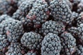 Fresh ripe blackberries