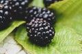 Fresh ripe blackberries close-up. Blackberry texture. Healthy summer berries. Healthy vegetarian food Royalty Free Stock Photo