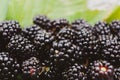 Fresh ripe blackberries close-up. Blackberry texture. Healthy summer berries. Healthy vegetarian food Royalty Free Stock Photo