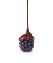 Fresh ripe blackberry with milk chocolate pouring