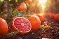 Fresh Ripe Blood Oranges on Trees in Orchard with Sun Flare Vibrant Citrus Fruit Harvest Concept Royalty Free Stock Photo