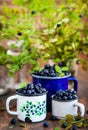 Fresh ripe bluberries bilberries in enamel mugs Royalty Free Stock Photo