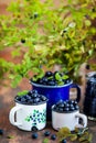 Fresh ripe bluberries bilberries in enamel mugs Royalty Free Stock Photo