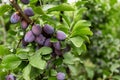 Fresh ripe blue plums on the branch in orchard, local farming Royalty Free Stock Photo