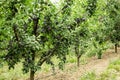 Fresh ripe blue plums on the branch in orchard, local farming Royalty Free Stock Photo