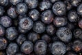 Fresh, ripe blueberries Royalty Free Stock Photo