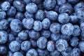 Fresh ripe blueberries berries Royalty Free Stock Photo