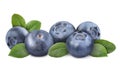 Fresh ripe blueberries with green leaves isolated on white Royalty Free Stock Photo