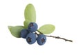 Fresh ripe blueberries isolated on white background Royalty Free Stock Photo