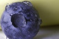 Fresh ripe blueberry in extreme close up macro shot with water drops Royalty Free Stock Photo