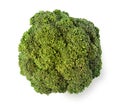 Fresh ripe broccoli tree with green leaves isolated on white Royalty Free Stock Photo