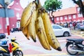 Fresh Ripe Bunch of Bananas. Royalty Free Stock Photo