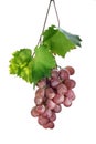 A Fresh ripe bunch of Cardinal Grapes isolated on white background. Royalty Free Stock Photo