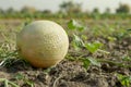 Fresh Ripe Cantaloupe Melon Growing on the Vine in a Sunny Agricultural Field with Rich Soil Ready for Harvest Royalty Free Stock Photo