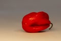 Fresh ripe Caribbean red Habanero hot chili pepper with green stem Royalty Free Stock Photo