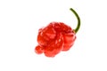 Fresh ripe Caribbean Red Habanero hot chili pepper Royalty Free Stock Photo