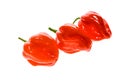 Fresh ripe Caribbean Red Habanero hot chili pepper Royalty Free Stock Photo