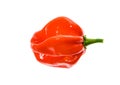 Fresh ripe Caribbean Red Habanero hot chili pepper Royalty Free Stock Photo