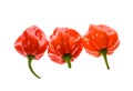 Fresh ripe Caribbean Red Habanero hot chili pepper Royalty Free Stock Photo